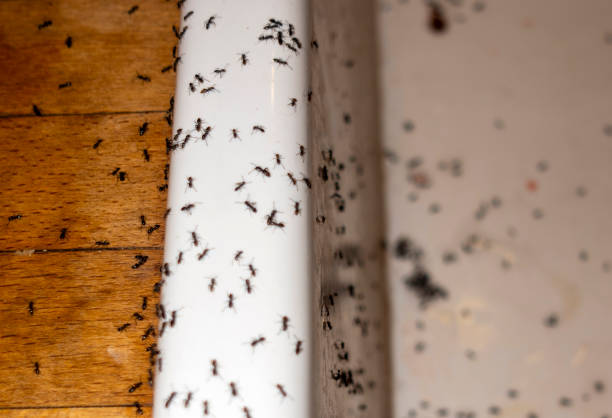 Best Bed Bug Extermination  in North Charleroi, PA