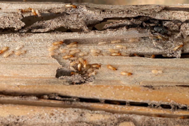 Pest Control for Restaurants in North Charleroi, PA