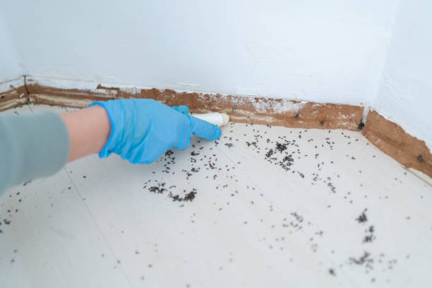 Trusted North Charleroi, PA Pest Control Experts